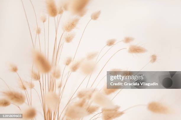 harestails in white background - flower arrangement stock pictures, royalty-free photos & images