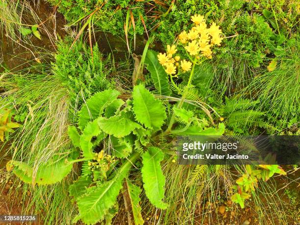 wildflower (leontodon filii) - leontodon stock pictures, royalty-free photos & images