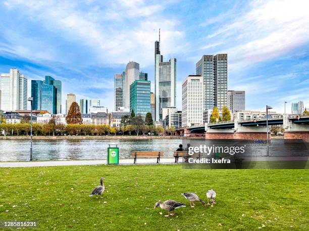 frankfurt skyline in seen from the main riverbank (mainufer) - arbre main stock-fotos und bilder