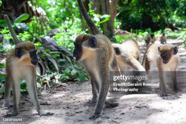 monkeys monkeys monkeys! - banjul nature stock-fotos und bilder