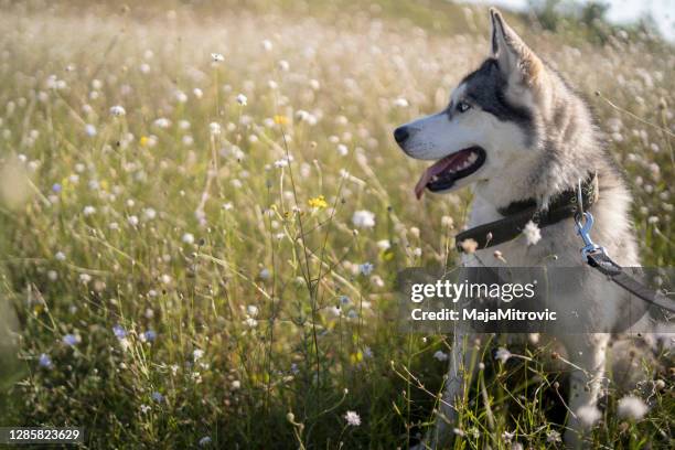 siberian husky dog - malamute stock pictures, royalty-free photos & images