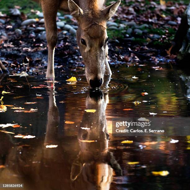 deer/doe drinking water with water reflection - nyc doe stock pictures, royalty-free photos & images