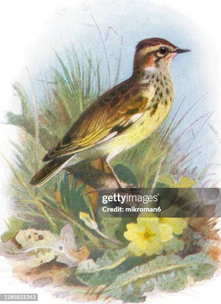 old engraved illustration of ornithology - the woodlark or wood lark (lullula arborea) - lullula arborea stock pictures, royalty-free photos & images