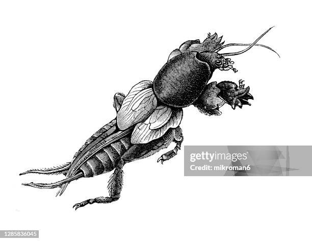 old engraved illustration of mole cricket, gryllotalpa gryllotalpa - mole cricket stock pictures, royalty-free photos & images