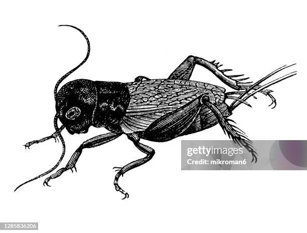 old engraved illustration of european field cricket, gryllus campestris - gryllus campestris stock pictures, royalty-free photos & images