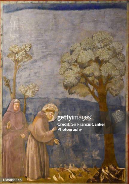 "saint francis of assisi preaching to the birds" fresco by giotto in assisi, italy - saint francis of assisi stock pictures, royalty-free photos & images