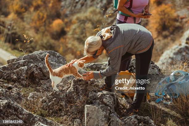 hiking with cat is lot of fun - old lady cat stock pictures, royalty-free photos & images