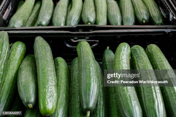 top view, various type of cucumbers on plastic basket of stall. - cucumber stockfoto's en -beelden