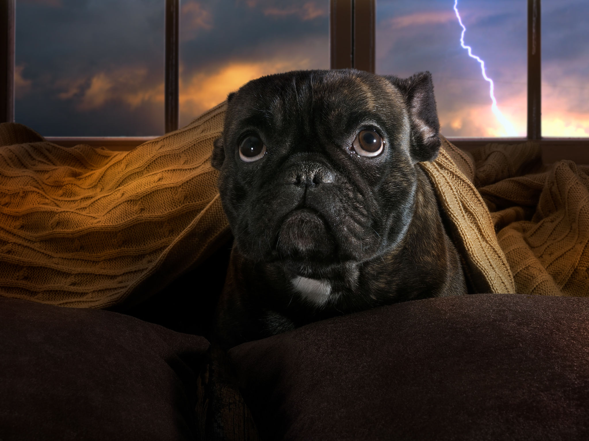 The dog is afraid of thunderstorms. Bulldog hiding under a blanket The dog is afraid of thunderstorms. Bulldog hiding under a blanket