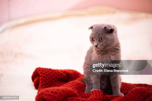 christmas cat.portrait kitten playing on festive red background.kitten on a red knitted scarf.kitty looking at camera.concept of cute adorable pets cats.christmas cat 2021.scottish fold - schotse-vouwoorkat stockfoto's en -beelden