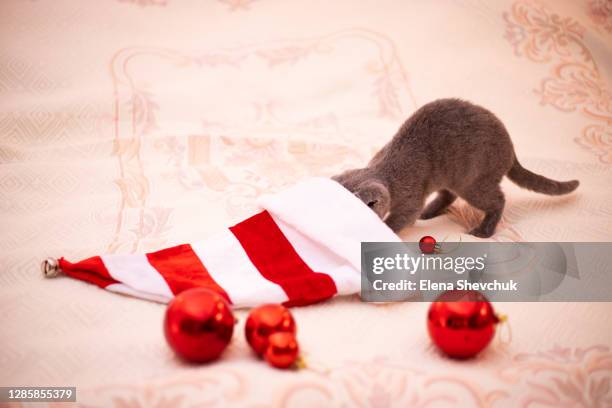 christmas cat.portrait kitten playing. kitten plays with santa's hat. red hat. christmas cap.concept of cute adorable pets cats.christmas cat 2021.scottish fold - santa paws holiday stock pictures, royalty-free photos & images