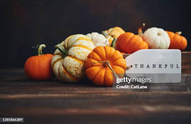 pumpkin collection with thankful message for thanksgiving. fall background - thanksgiving cat stock pictures, royalty-free photos & images