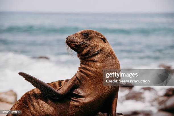 cute sealion expressing 2020 - lion de mer photos et images de collection