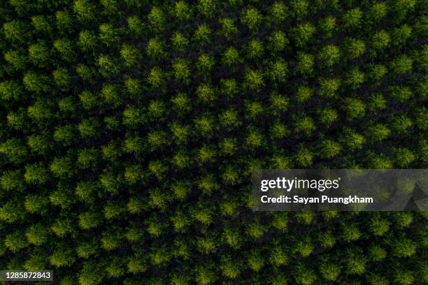 aerial view of eucalyptus tree forest - gum tree stock pictures, royalty-free photos & images