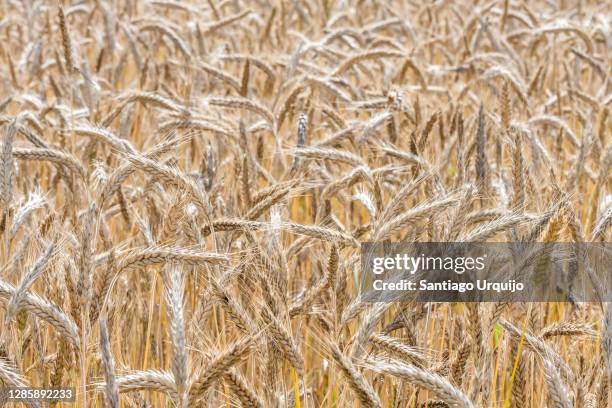 close-up of wheat crop - hainaut 個照片及圖片檔