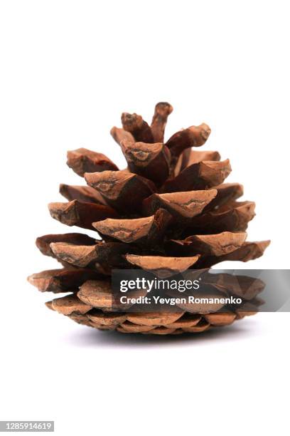 pinecone isolated on white background - pine cone stock pictures, royalty-free photos & images