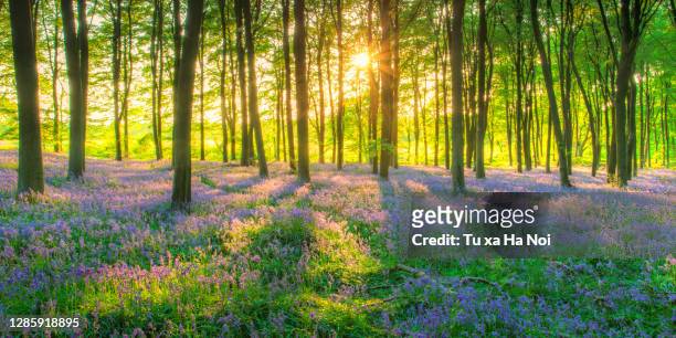 spring woodland with a carpet of english bluebells - blue flower fotografías e imágenes de stock