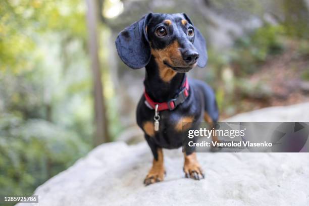 dachshund in the forest - teckel fotografías e imágenes de stock