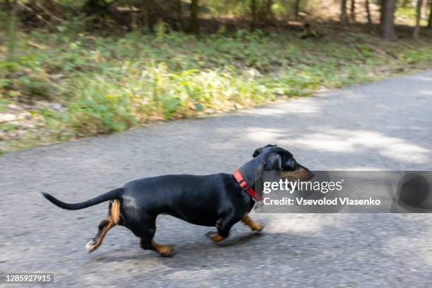dachshund running in the park - dachshund stock pictures, royalty-free photos & images