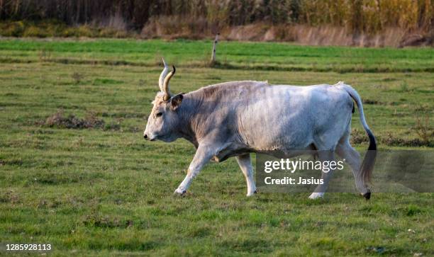 bos primigenius taurus hungaricus – hungarian cattle - bos taurus primigenius stock pictures, royalty-free photos & images