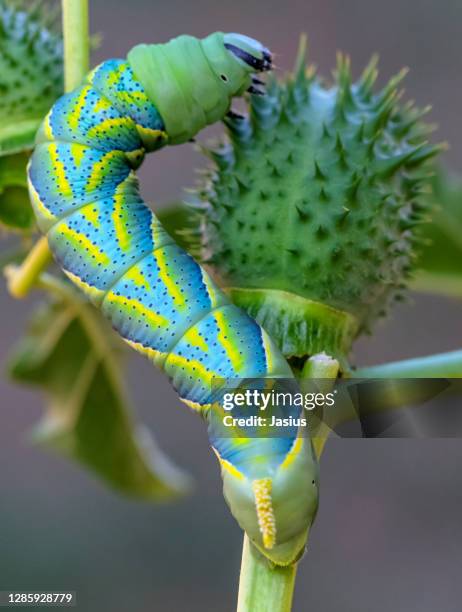 acherontia atropos – death's-head hawkmoth caterpillar - hawk moth stock pictures, royalty-free photos & images