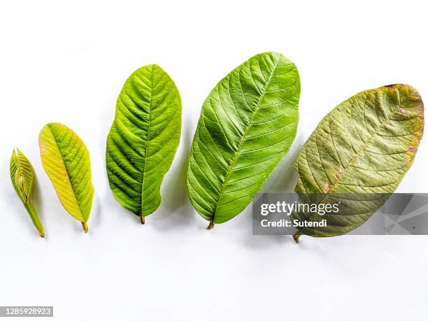 guava leaves - guayaba fotografías e imágenes de stock