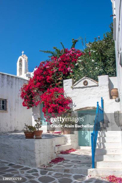 bougainvillier - paros greece stock pictures, royalty-free photos & images