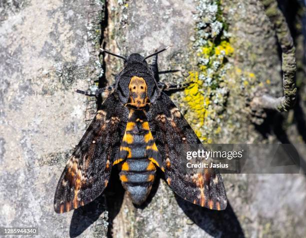 acherontia atropos – death's-head hawkmoth - hawk moth stock pictures, royalty-free photos & images