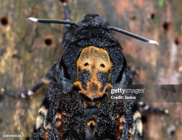 acherontia atropos – death's-head hawkmoth - hawk moth stock pictures, royalty-free photos & images
