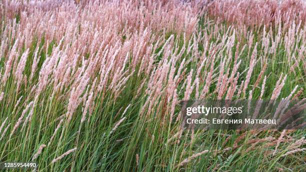calamagrostis reed grass green and pink natural background - vass gräsfamiljen bildbanksfoton och bilder