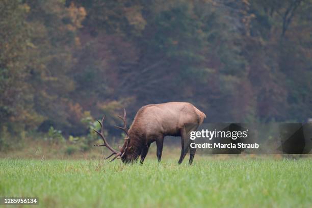 Large Elk Rack 148 Deer Rack Mount Stock Photos, High-Res Pictures, and Images - Getty ...