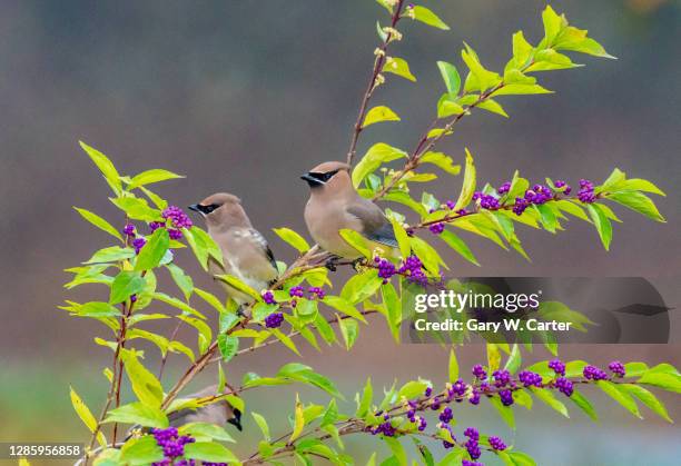 cedar waxwing - cedar waxwing stockfoto's en -beelden