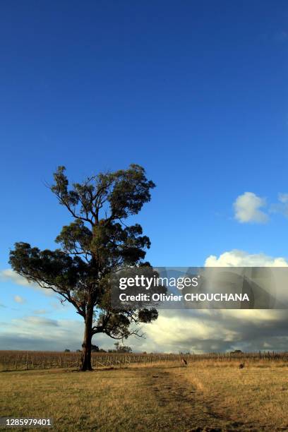 Paysage dans la région des vins de l'état de Nouvelle Galles du Sud à 2 heures de route de Sydney, le 11 Juin 2018, Hunter Valley, Australie.