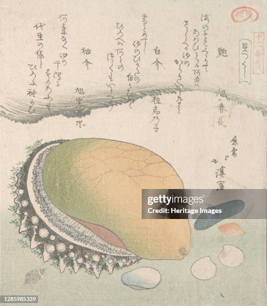 Awabi Shellfish 28 Awabi Shell Stock Photos, High-Res Pictures, and Images - Getty Images