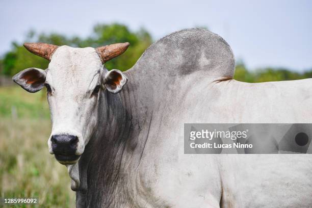nelore cattle portrait - an ox stockfoto's en -beelden