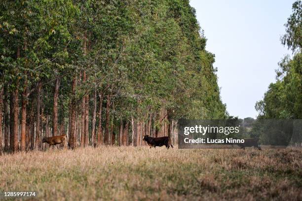 three cows - brazilian sindhi (sindi) cattle and teak plantation - teak tree stock pictures, royalty-free photos & images