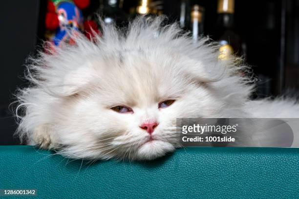 chinchilla kitten, scottish fold longhair, white kitten sleeping on the bar - funny animals stock pictures, royalty-free photos & images