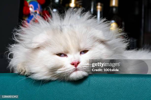 chinchilla kattunge, skotska fold longhair, vit kattunge sova på bar - tired cat bildbanksfoton och bilder