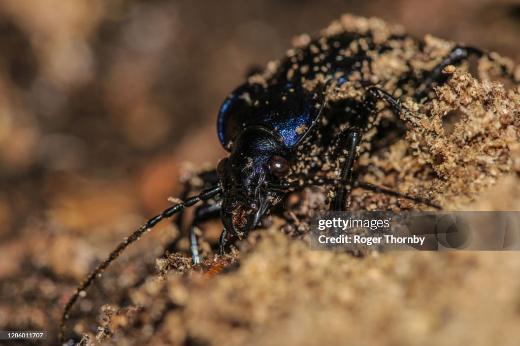 Violet ground beetle