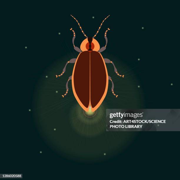 firefly with closed wings, illustration - beetle stock illustrations