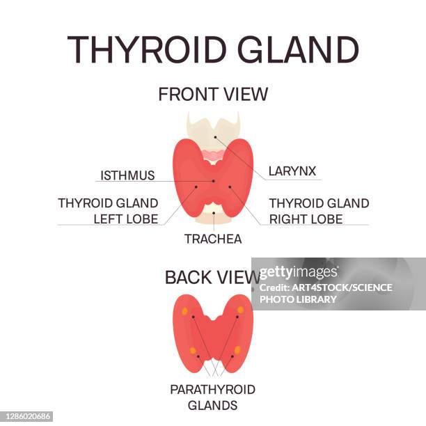 thyroid gland, illustration - diencephalon stock illustrations