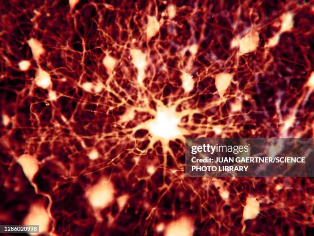 protoplasmic astrocyte, illustration - astrocyte stock illustrations