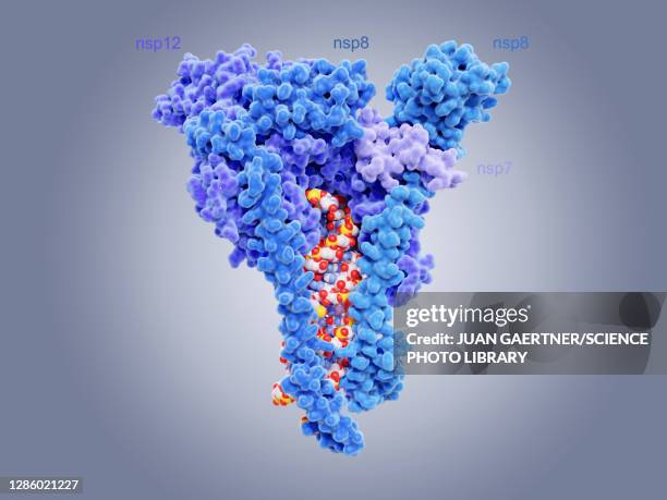 rna-dependent rna polymerase molecule - remdesivir stock illustrations