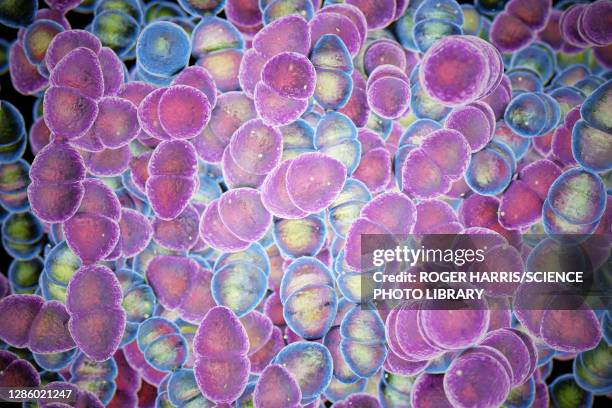 streptococcus mutans bacteria, illustration - streptococcus mutans 幅插畫檔、美工圖案、卡通及圖標