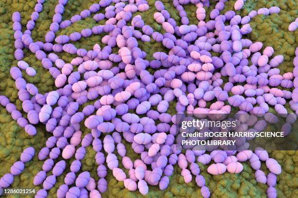 Streptococcus Mutans StockFotos und Bilder Getty Images