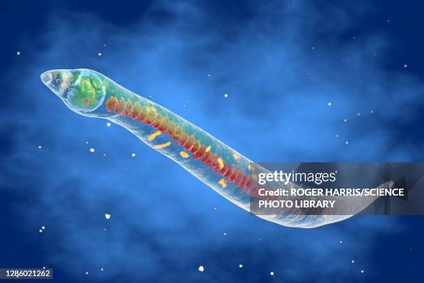 Ilustraciones de Parasitos - Getty Images Ilustraciones de Parasitos - Getty Images