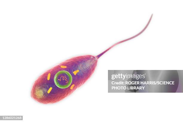 cholera bacterium, illustration - cholera stock illustrations