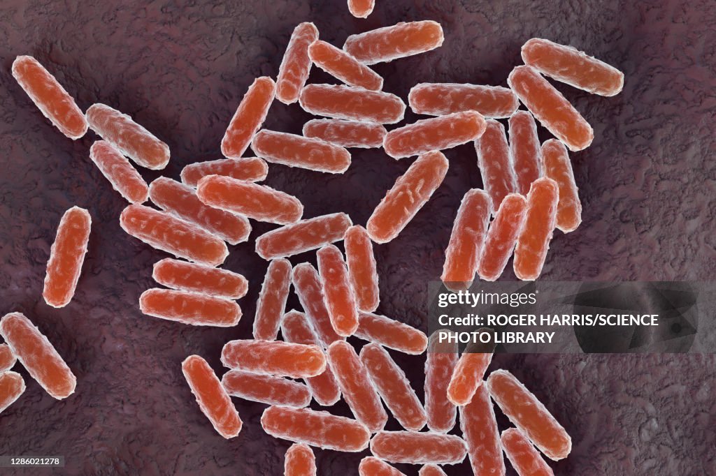 Yersinia pestis bacteria, illustration
