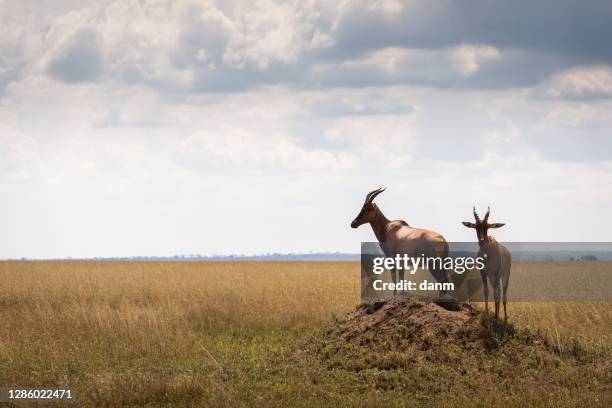 closeup of impala image taken on safari located in the serengeti, national park, tanzania. wild nature of africa - antílope mamífero ungulado - fotografias e filmes do acervo