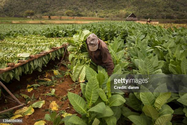 tobacco farmers collecting tobacco leaves in a beautiful green landscape with a local house in background. vinales, cuba"n - viñales cuba fotografías e imágenes de stock